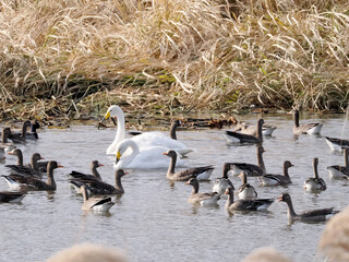 Fototapeta premium 沼に浮かぶオオハクチョウとマガン