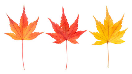 もみじ　/ Japanese maple