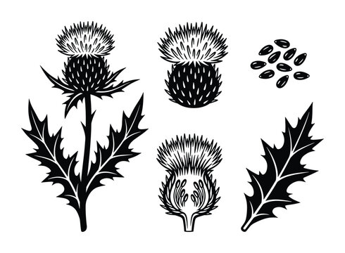 Milk thistle plant with thorny leaves and flowers isolated. Botanical drawing of wild herb and seeds.