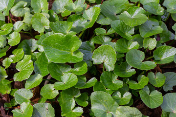 Lush green ground cover featuring dense leaves during a sunny day in a natural outdoor environment