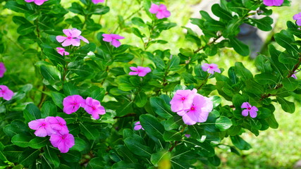 활짝 핀 일일초 폴카닷