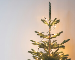 Top Section of a Fir Christmas Tree Decorated with Black Wire LED String Lights Keywords: christmas, tree, fir, branch, pine, evergreen, needle, lights, string lights, led, illumination, black