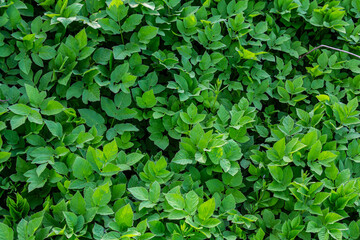 Vibrant green foliage covers the ground providing a lush natural carpet in a forest setting under bright daylight