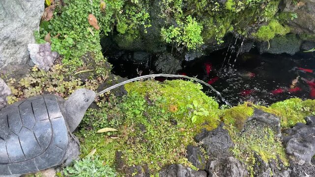 Traditional Korean koi pond with stone turtle water fountain &ndash; calming moss garden and colorful fish swimming in clear water
