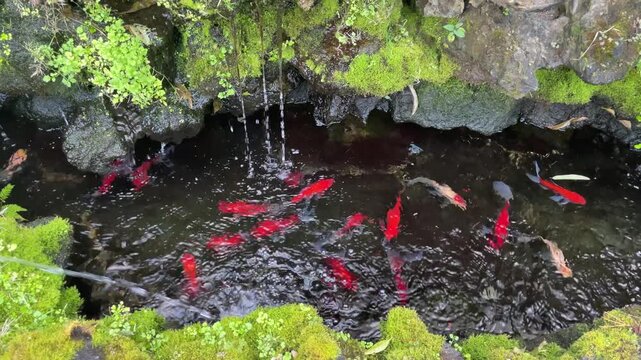Traditional Korean koi pond with stone turtle water fountain &ndash; calming moss garden and colorful fish swimming in clear water
