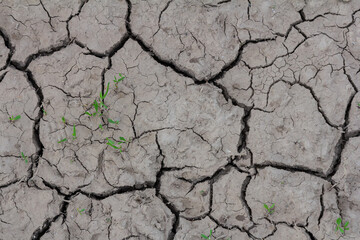 Dry and cracked earth with small green sprouts indicating resilience in drought-stricken area