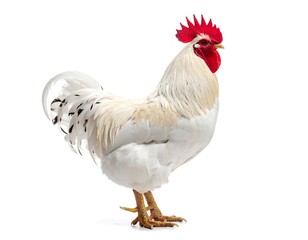 Fototapeta premium A pristine white rooster with vibrant red comb and wattle stands