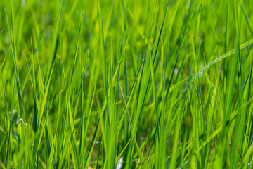 Lush green grass swaying in the breeze on a sunny afternoon in a serene outdoor setting