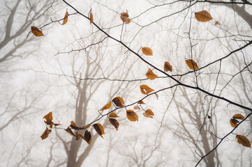 autumn, fall, leaves, branch, forest, mist, fog, nature, season, brown, dry, foliage, landscape, woods, tree, trunks, background, moody, tranquil, serene, dreamy, soft, light, weather, atmosphere, wil