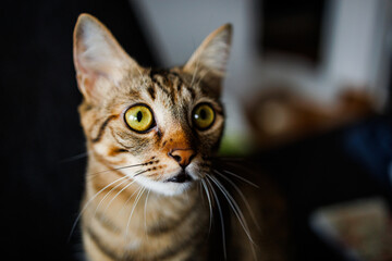 Expressive close-up of a tabby cat with striking yellow eyes, captured in soft light and shallow depth of field. Warm, intimate indoor atmosphere