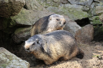 Close-up of a pair of marmots, Switzerland