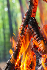 Obraz premium Bright flames dance between charred wood illuminating the vibrant green background during a cozy evening gathering in the forest