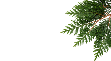 fresh western red cedar branch, dewy green textured needles, hyper-photorealistic macro close-up, isolated on transparent studio background with extensive copy space. concept for winter holiday