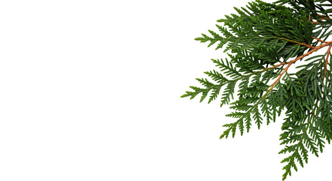 fresh western red cedar branch, dewy green textured needles, hyper-photorealistic macro close-up, isolated on transparent studio background with extensive copy space. concept for winter holiday