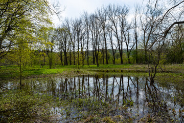 Obraz premium Lush greenery frames a tranquil pond reflecting the trees in Ternopil oblast, Ukraina during early springtime