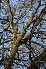 Branches of a large tree stretching toward a clear blue sky during late afternoon in a tranquil outdoor setting