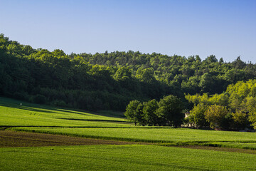 Expansive green fields meet lush forests under a clear blue sky in a serene daytime landscape