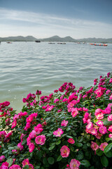 Beautiful Spring Peach Blossoms at West Lake (Xihu) Hangzhou, China