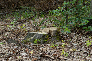 Tree stump surrounded by fallen leaves and small plants in a forest during autumn season