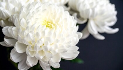 White Chrysanthemum Flower