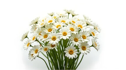 Fototapeta premium White Daisy Flowers Bouquet Bright Natural Light Fresh Spring Arrangement
