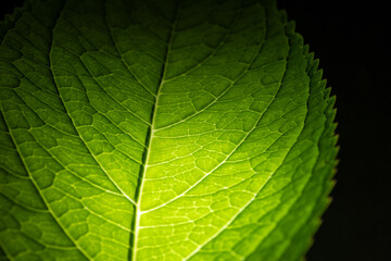 Close-up of green leaf with veins, natural texture and light effect