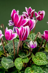 Vivid Magenta and White Cyclamen Blooms Against Rich Green Background