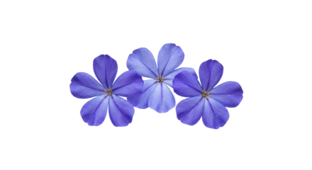 Three delicate light purple blue flowers with five petals each on a stark black background