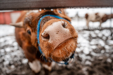 Young brown cow close-up in a wooden paddock with snow