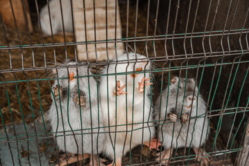 Obraz premium The white nutria hold onto the bars of the cage with their paws and show yellow teeth