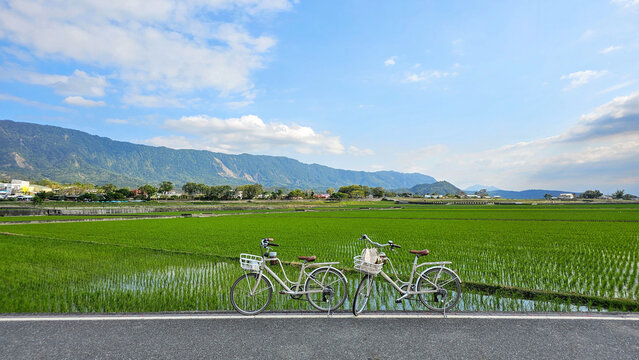 Beautiful view of endless green rice fields swaying in the breeze,  Bicycles at Brown Boulevard Chishang Township, Taitung, Taiwan, peaceful countryside lands, Bicycles, exercise, relaxation