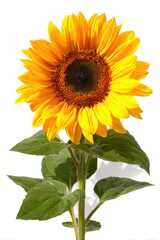 Obraz premium Vibrant Yellow Sunflower Against White Background