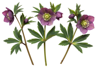 three delicate purple hellebore stems (christmas rose) and buds, crisp macro focus, flat lay arrangement on a transparent background with extensive copy space, concept of natural beauty and springtime