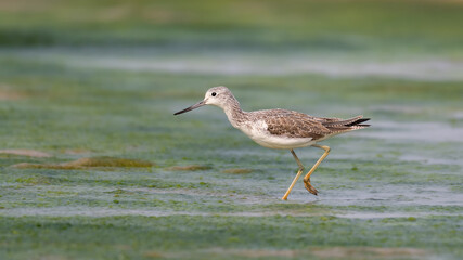 A beautiful picture of a Common greenshank (Tringa nebularia), Chupi Char, Purbasthali, Bardhaman, West Bengal, India