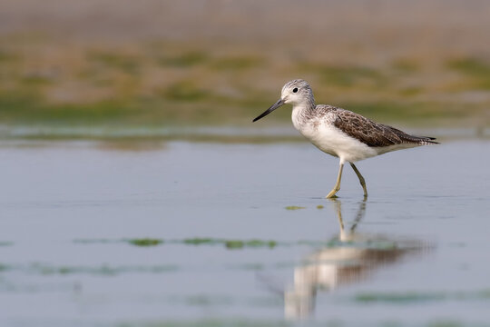 A beautiful picture of a Common greenshank (Tringa nebularia), Chupi Char, Purbasthali, Bardhaman, West Bengal, India