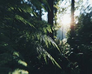 Sunlight Filtering Through Forest Ferns
