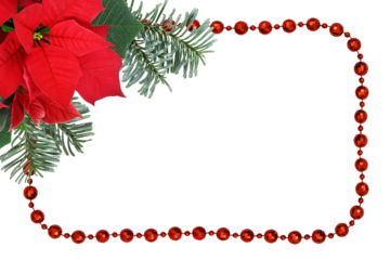 Green branches of nobilis fir with red poinsettia flower in a corner Christmas arrangement with beads frame isolated on white or transparent background.