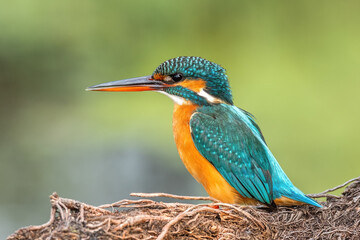 A Common Kingfisher (Alcedo atthis) perched on a tree branch in a green blurred forest background at Keoladeo National Park, Bharatpur, Rajasthan, India