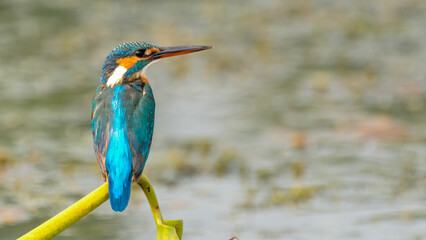 Common Kingfisher (Alcedo atthis) waiting to hunt the fish. West Bengal, India