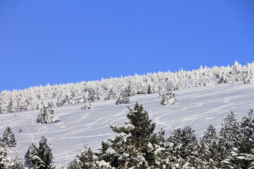belle neige  et for&ecirc;t blanche