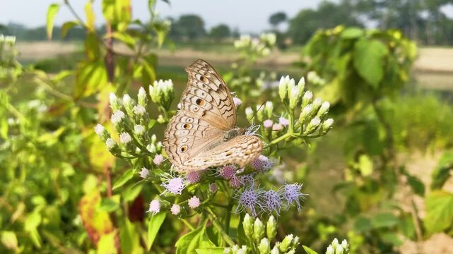 A Grey Pansy butterfly (Junonia atlites) rests on blooming Jack-in-the-Bush flowers in rural Bangladesh, showing delicate wing patterns and soft morning light.