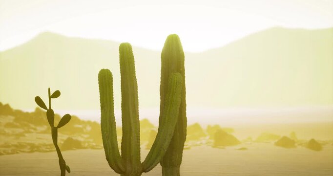 Majestic saguaro cacti stand tall in a serene desert landscape at sunset, with warm golden hues enveloping the surroundings and distant mountains framing the horizon.