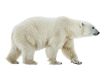 a majestic polar bear, full-length side profile, massive white fur detailed with ice crystals, walking slowly against a seamless transparent backdrop. concept of vulnerable arctic wildlife