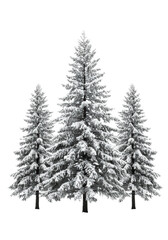 Obraz premium three towering ponderosa pine trees heavily coated in transparent snow and frost, isolated against a bright high-key studio background with no shadows. concept for festive christmas design