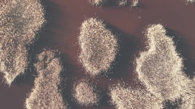 An aerial view of small patches of dry grass emerging from shallow brownish water, resembling natural islands in a wetland. The soft light highlight the organic shapes and textures of the landscape.