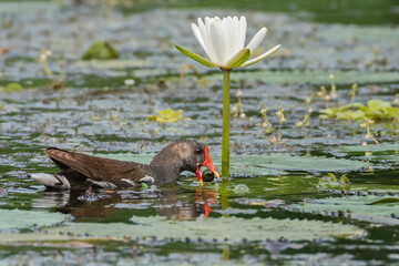 A beautiful adult Common Moorhen (Gallinula chloropus) is floating in water. West Bengal, India