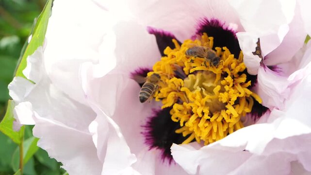 In the sunny meadow, the bee dances from flower to flower, gathering nectar to create sweet honey. The yellow blooms provide a vibrant canvas for the pollinator's labour