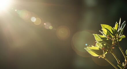 Sunlight highlights vibrant green leaves against a dark background