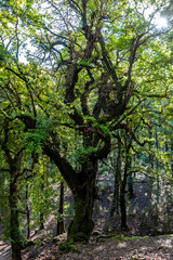 Obraz premium Beautiful landscape view from Ain Drahem forest, Tunisia
