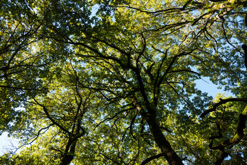 Obraz premium Beautiful landscape view from Ain Drahem forest, Tunisia